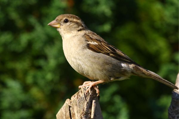 Insecticides have detrimental effects on songbirds like this sparrow. 