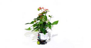 Researchers from MIT built a cyborg houseplant that can sense light and move toward its source via a pair of attached wheels.