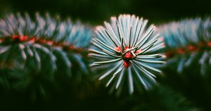 Pine needles on a green Christmas tree