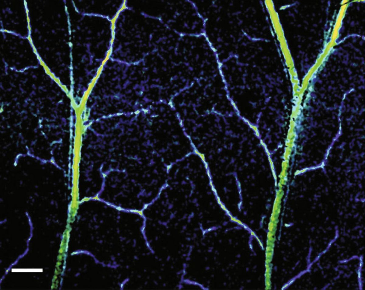 Doctors can now get a detailed look at your capillaries