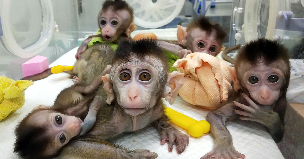 Chinese Scientists Cloned GeneEdited Monkeys With Horrifying Results