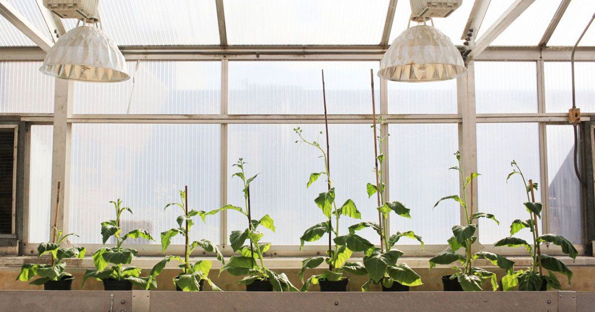 Scientists are gene-hacking plants to make them enormous
