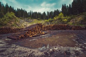 The Australian government is gearing up to plant a billion new trees, as part of a vast campaign aimed to meet the climate targets.