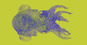 Scientists are using CRISPR technology to develop new model organisms. But actually keeping the gene-hacked critters alive comes with new challenges.