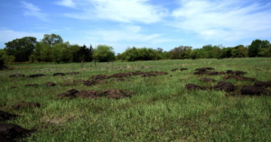 A study of mass mortality events involving feral pigs could yield insights that help Australia repair its ecosystem after its devastating brushfires.