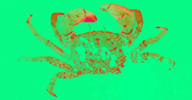 The Ocean Is Getting so Acidic That It's Dissolving Crabs' Shells - Futurism