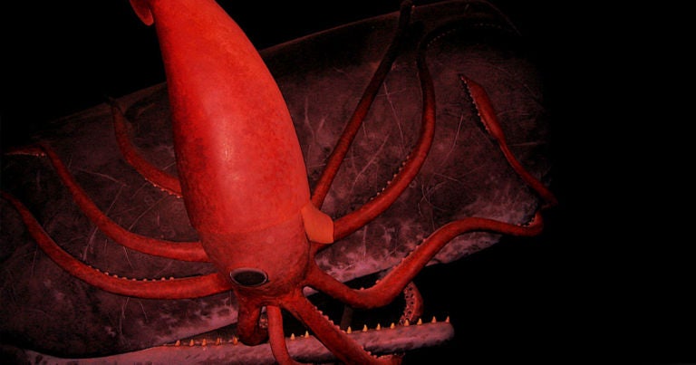 Researchers Finally Sequence Giant Squid’s Entire Genome