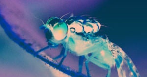 A new study on fruit flies found ways to quantitatively measure the level of consciousness that a fly was currently experiencing.