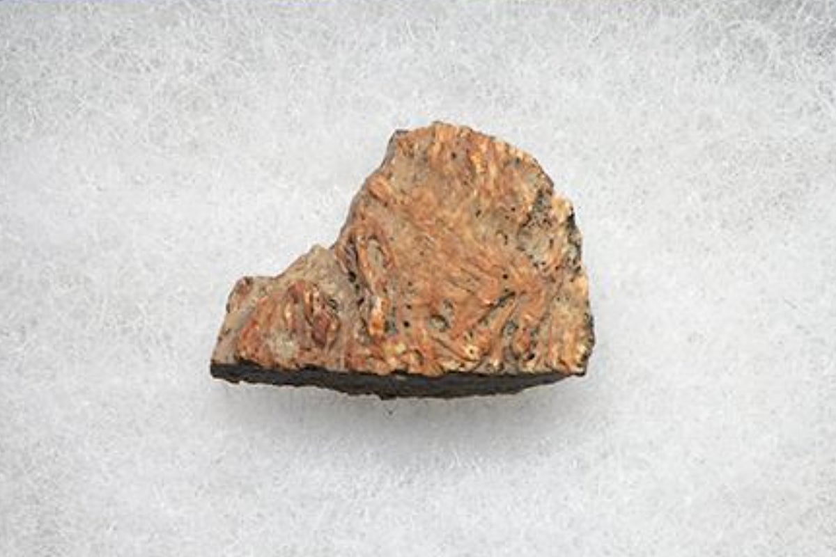 dinosaur fossils for sale