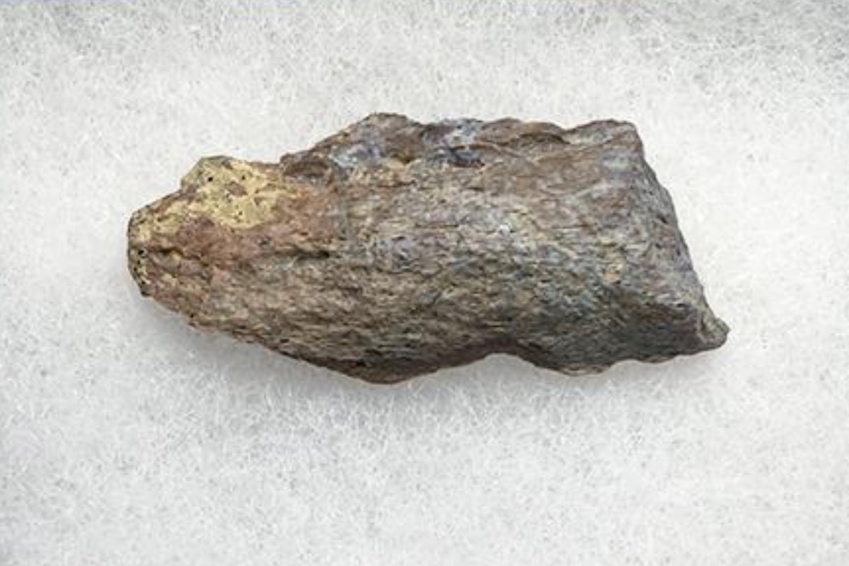 Tyrannosaurus Rex Bone