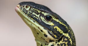 A German court ordered Tesla to stop clearing the forest where it wants to build its Gigafactory because a protected lizard species is hibernating there.