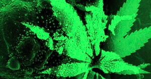 The activist group DC Marijuana Justice plans to hands out free bags of weed to people who get the coronavirus vaccine in Washington D.C.