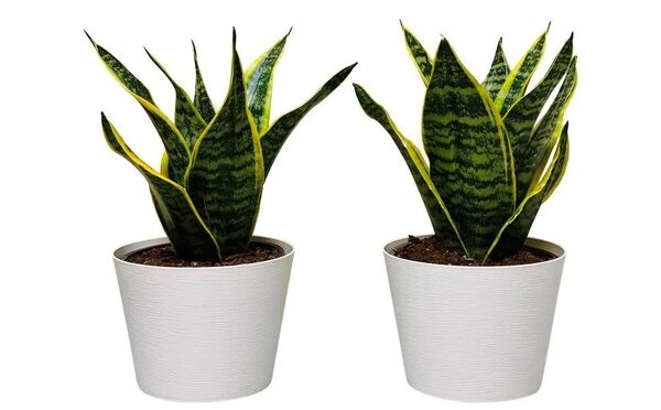 Plant Delivery