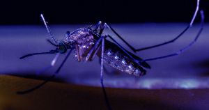 The gene-hacked mosquitoes released in the Florida Keys by the biotech company Oxitec are finally old enough to fly and reproduce.