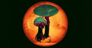 The Mars Mushrooms Are Probably Fake, But Organisms Could Likely Survive on the Red Planet