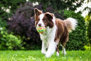 Learn What Makes Your Dog Unique With The Orivet Dog DNA Test Kit