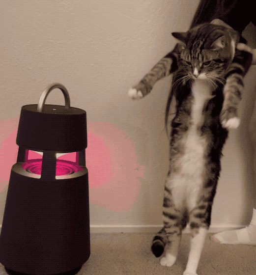 Cat dancing to the music played by LG XBOOM 360 Bluetooth speaker.