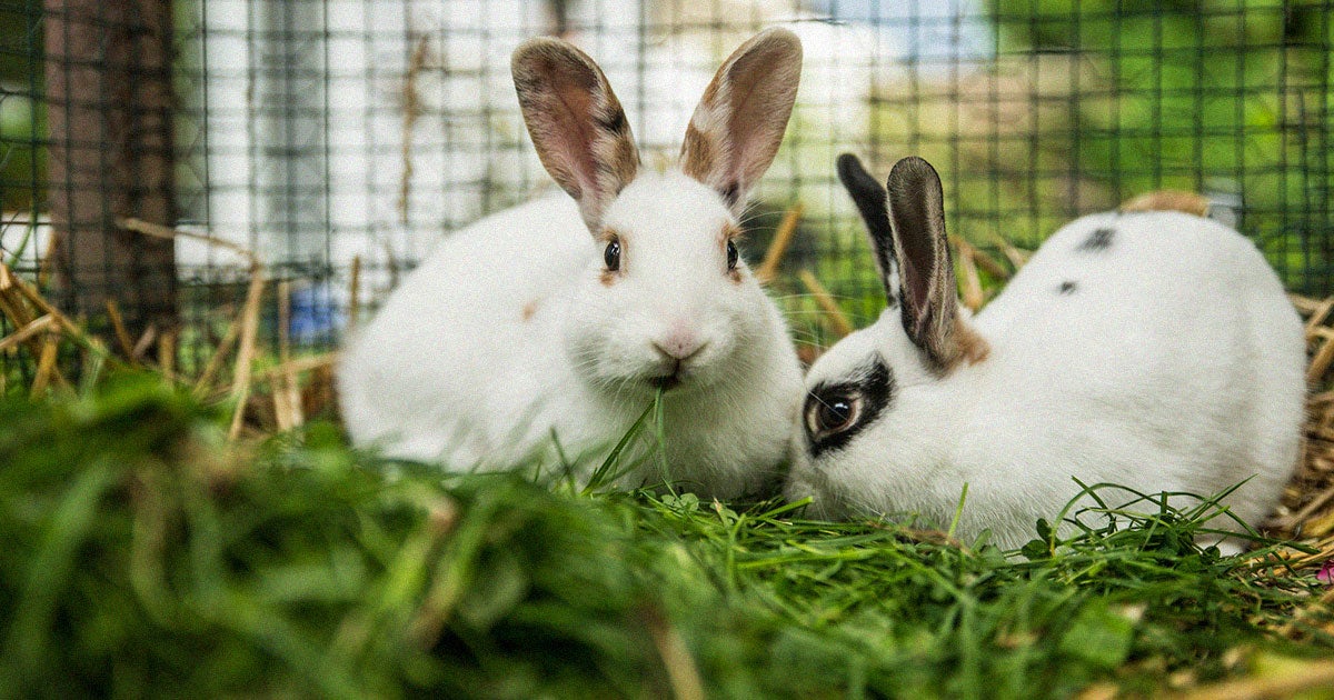 Someone's Pet Bunnies Dug Up Ancient Human Remains