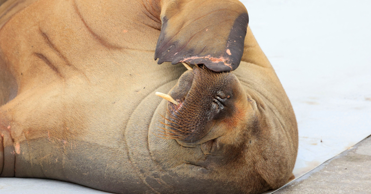 Freya the Boat-Climbing Walrus Euthanized Because of Stupid Humans
