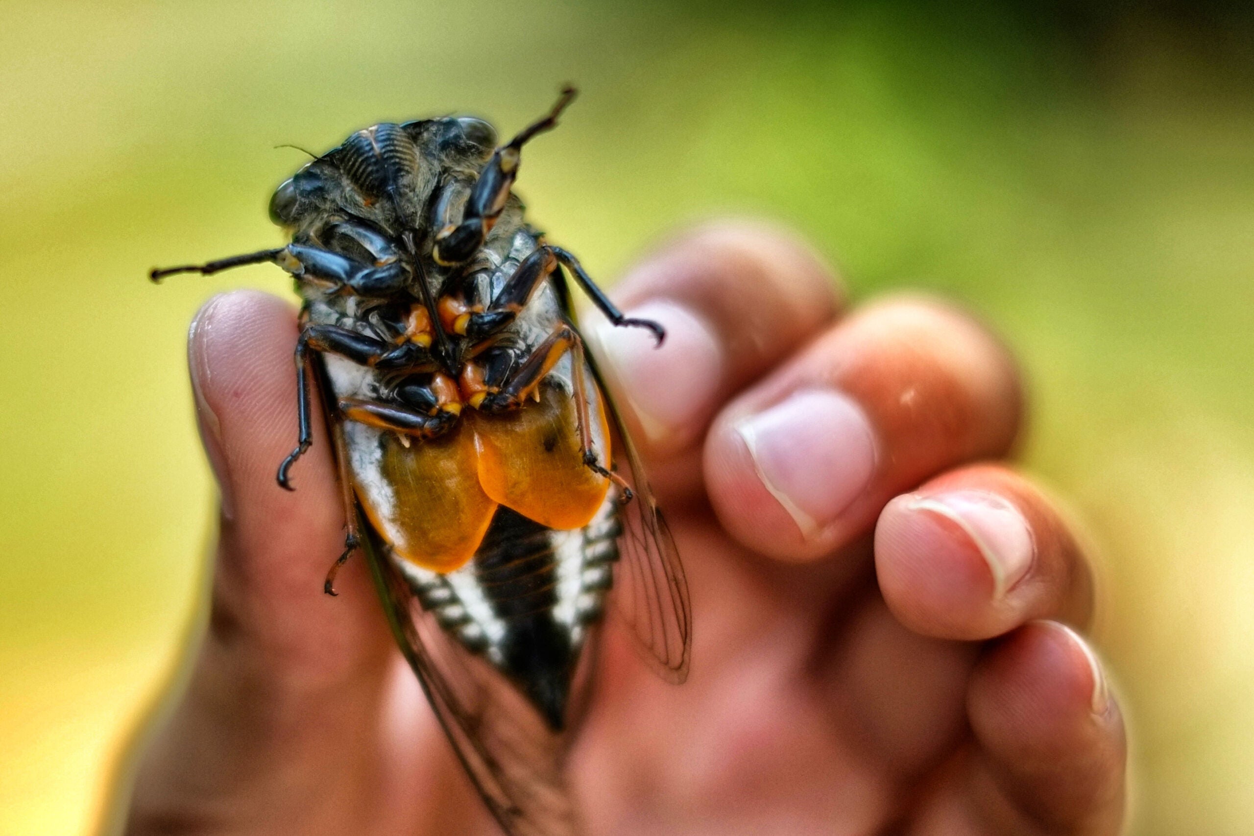 Cicada held in boy's hand